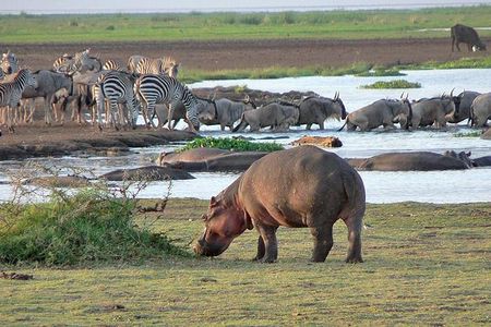 Lake Manyara National Park Guided Day Trip From Arusha