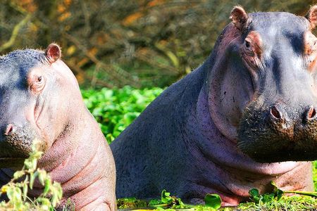 2 day Tour to Hell's Gate, Lake Naivasha & Crescent Island - Daily Departures