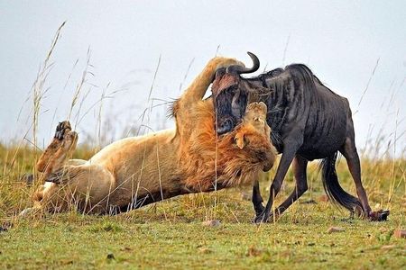 Daily Departures: 4 Day Masai Mara Camping Guided Safari From Nairobi
