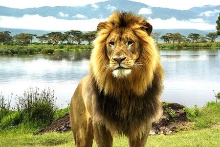 4 Day Masai Mara & Lake Nakuru Group Joining Camping Safari - Daily Departures