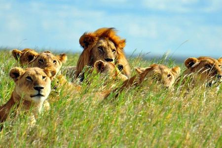 7-Day Breathtaking Kenya Big 5 Wildlife Safari