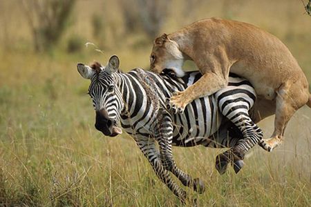 3 Days, 2 Nights Masai Mara Group Joining Safari