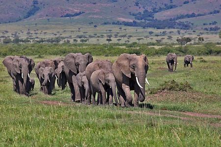 3 Day Maasai Mara Group Joining Camping Safari - Daily Departures