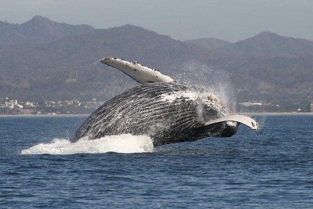 Small-Group Half-Day Whale-Watching Tour in Puerto Vallarta