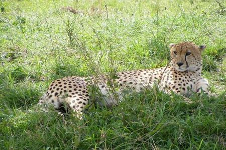 4-Day Budget Camping Safari: Masai Mara & Lake Nakuru