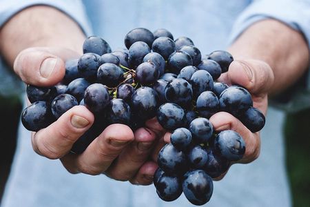 Athens Private Wine Tasting Tour - Dionysian Grapes