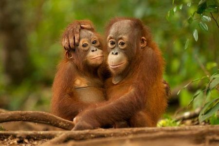 Day Trip Sepilok Orang-utan And City Tour