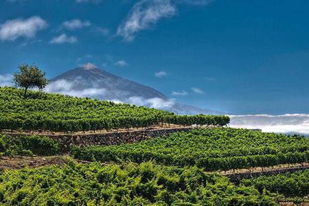 Bodegas Monje Winery Ticket w/Wine Tasting & Mojo Sauce Workshop