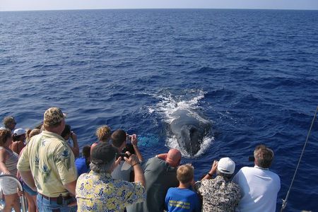 Late-Morning Whale Watch from Kawaihae