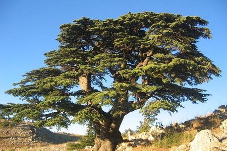 PRIVATE Hiking Day Trip in the Shouf Fabulous Cedars Forest