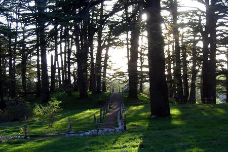 PRIVATE Tour to Cedars of God, Besharre & Qozhaya Valley