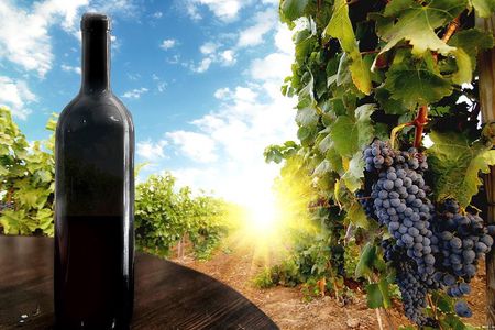 Fully Private Full-Day Guided Wine Tour of the Kakheti Region