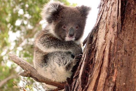 Kangaroo Island Luxury Small Group 'Island Life' Full Day Tour