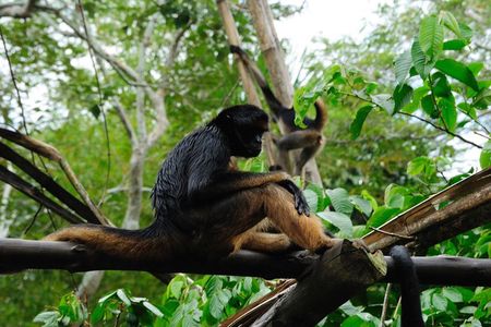 4-Day Iquitos Amazon Jungle Adventure at Heliconia Lodge