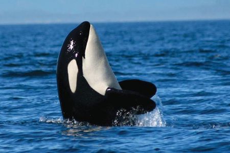 Vancouver: Half-Day Whale-Watching Tour with Guide (in Steveston)