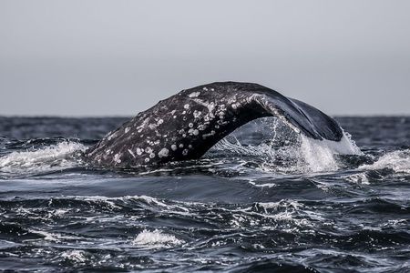 3-Hour Whale Watching Tour from Monterey