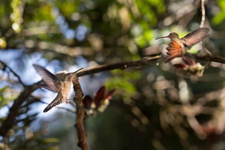 Private Tour to Mindo, with Chocolate and Coffee Tours