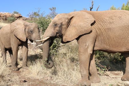 Elephant Experience & Lesedi Cultural Village 