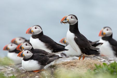 Reykjavik Shore Excursion: Puffin Sightseeing Cruise