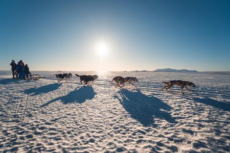 Small-Group Dog Sled-Ride with Transfer Service