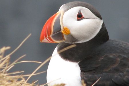Private Day Trip To The Icelandic South Coast from Reykjavik
