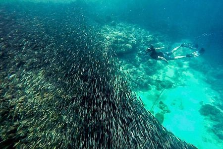 The Ultimate Rush: Moalboal Sardine Run and Kawasan Canyoneering