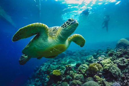Moalboal Sardines & Turtle Snorkeling and Kawasan Canyoneering