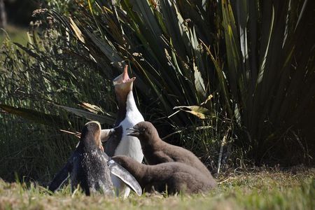 Iconic Wildlife Tour with Yellow Eyed Penguins & Royal Albatross