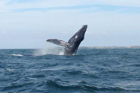 Whale Watching and Snorkeling in Marietas Islands National Park