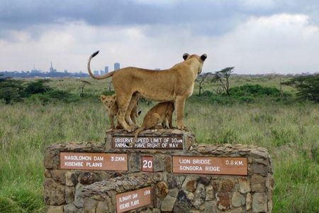 Nairobi National Park, Elephant Orphanage, Giraffe Centre Tour