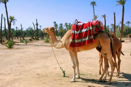 1.5-Hour Small-Group Camel Ride Excursion to Palm Grove from Marrakech