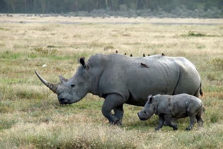 Day Trip to Lake Nakuru from Nairobi