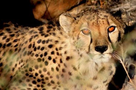 10-Day Namibia Highlights Guided Tour from Windhoek