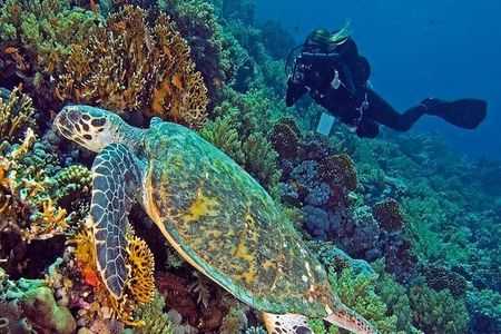 Hurghada Daily Scuba Dive Trip