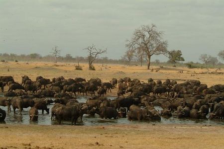 Full-Day Hwange National Park Tour from Victoria Falls