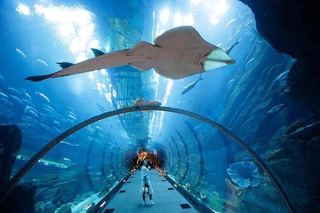 Modern Dubai with Burj Khalifa and Dubai Aquarium Visit