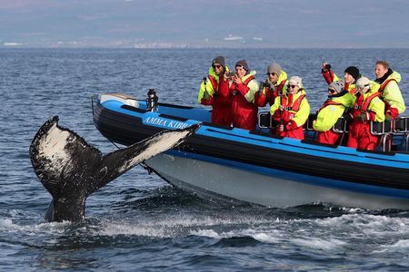 Original Big Whale Safari & Puffins Speedboat Tour from Húsavík
