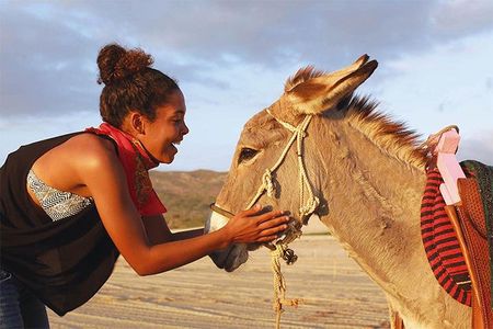 Sunset Pacific Donkey Hiking Tour