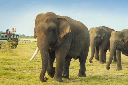 Minneriya National Park Private Safari from Habarana