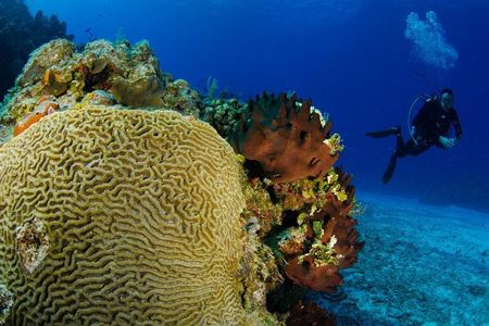 2 dives in Cozumel (for certified divers only)