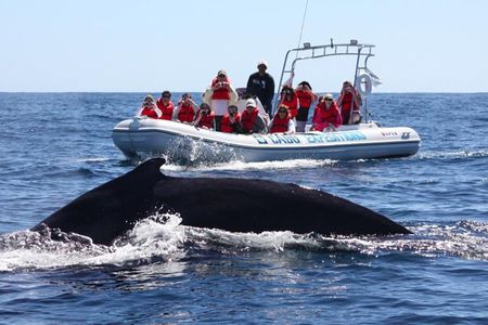 Zodiac Whale-Watching Adventure in Los Cabos