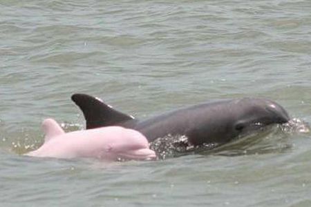 4-Day Amazon Wildlife Tour in Pacaya Samiria National Reserve from Iquitos, Peru