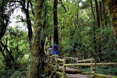 One day tour Doi Inthanon National Park and Trekking on Kew Mae Pan Trail 