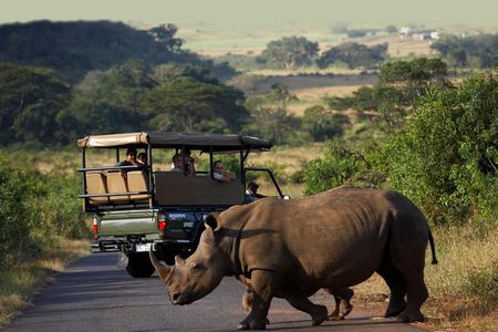 Richards Bay Shore Excursion: Private Small Group Hluhluwe Safari