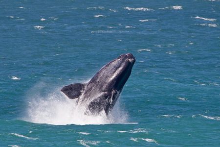 Hermanus Whale Watching Day Trip from Cape Town