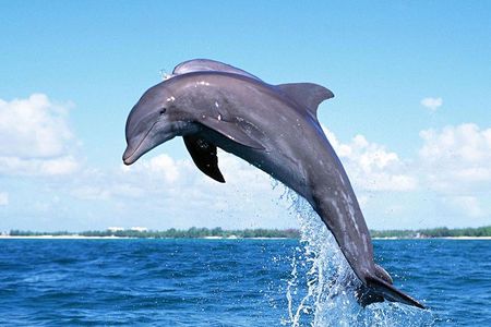 Full-Day Dolphin Watching Cruise in Mauritius