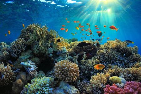 Private Day Trip from San Jose to Cahuita National Park (Caribbean Coast)