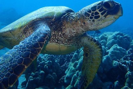 Caribbean Costa Rica: 5-Day Tour with Tortuguero National Park and Puerto Viejo