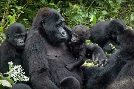 3 Days Gorilla trekking tour