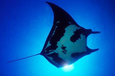 2 Tank Dive for Certified Divers Cabo San Lucas Marine Park